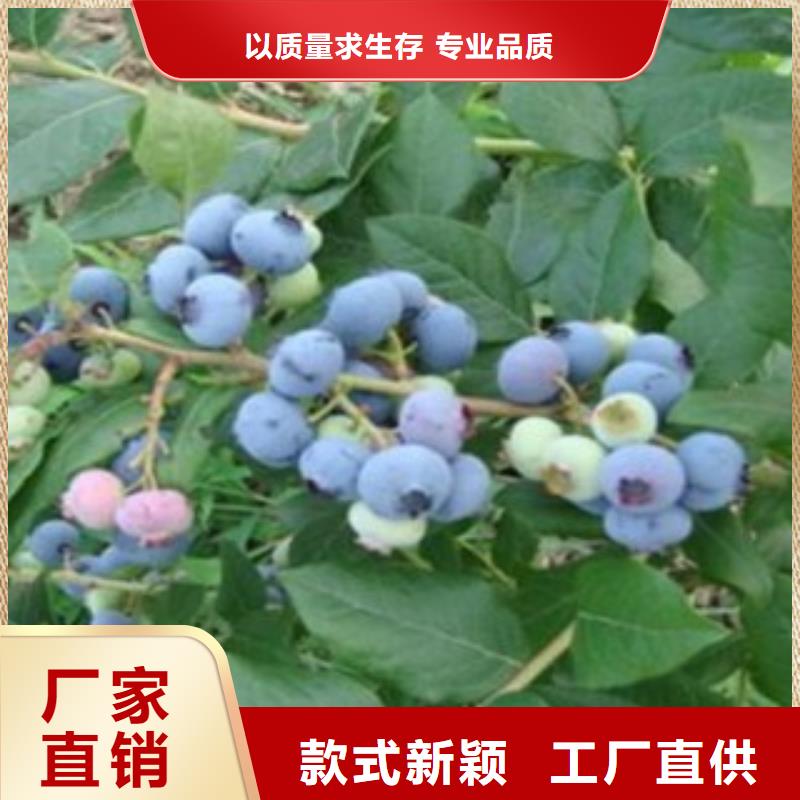 维口蓝莓树苗怎样购买