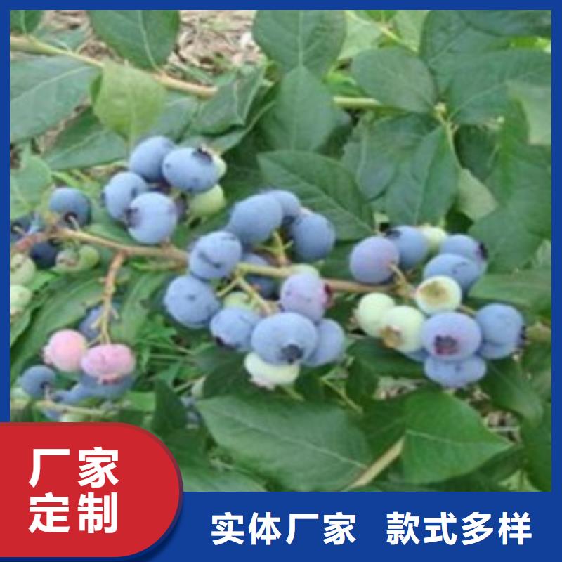 三年生蓝莓树苗出售