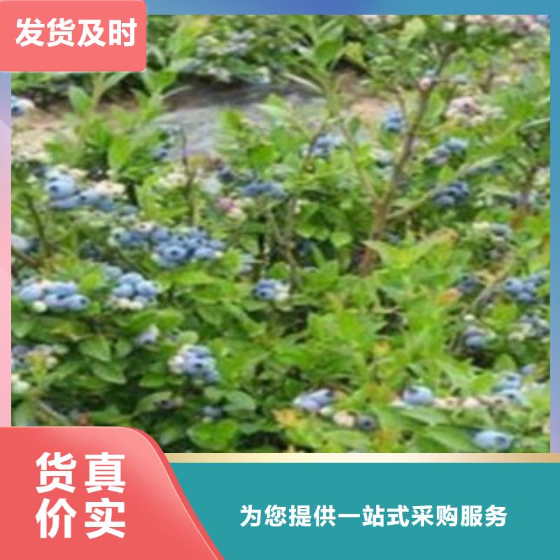 蓝莓苗专注细节专注品质
