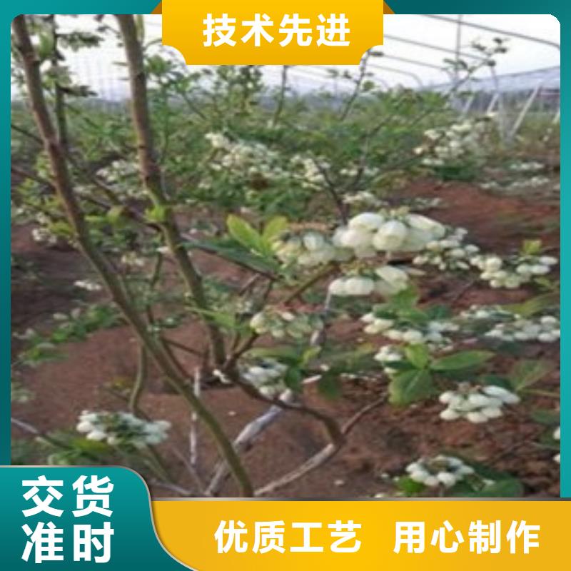 杰兔蓝莓树苗怎样购买