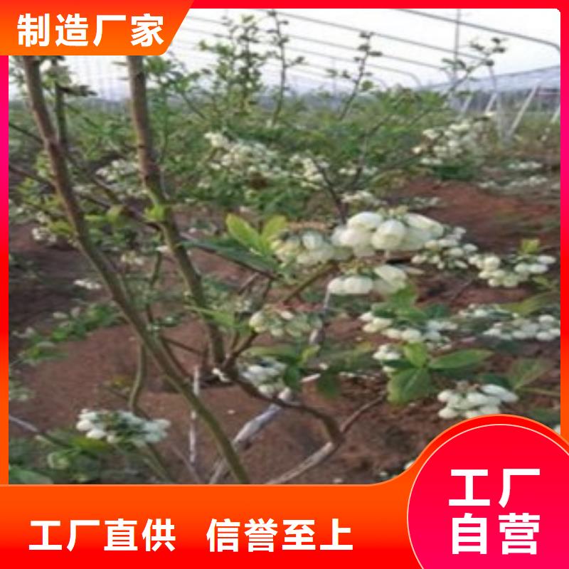 北蓝蓝莓树苗哪里有卖的