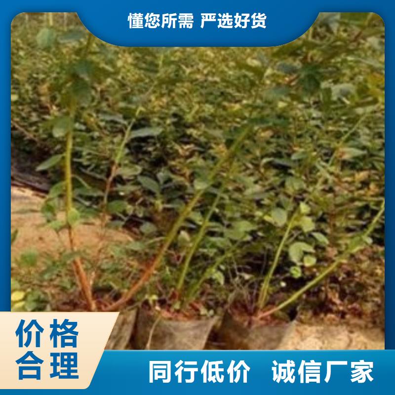 蓝莓苗梨树苗48小时发货