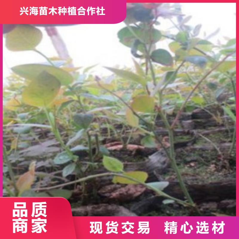 蓝莓苗核桃苗符合行业标准
