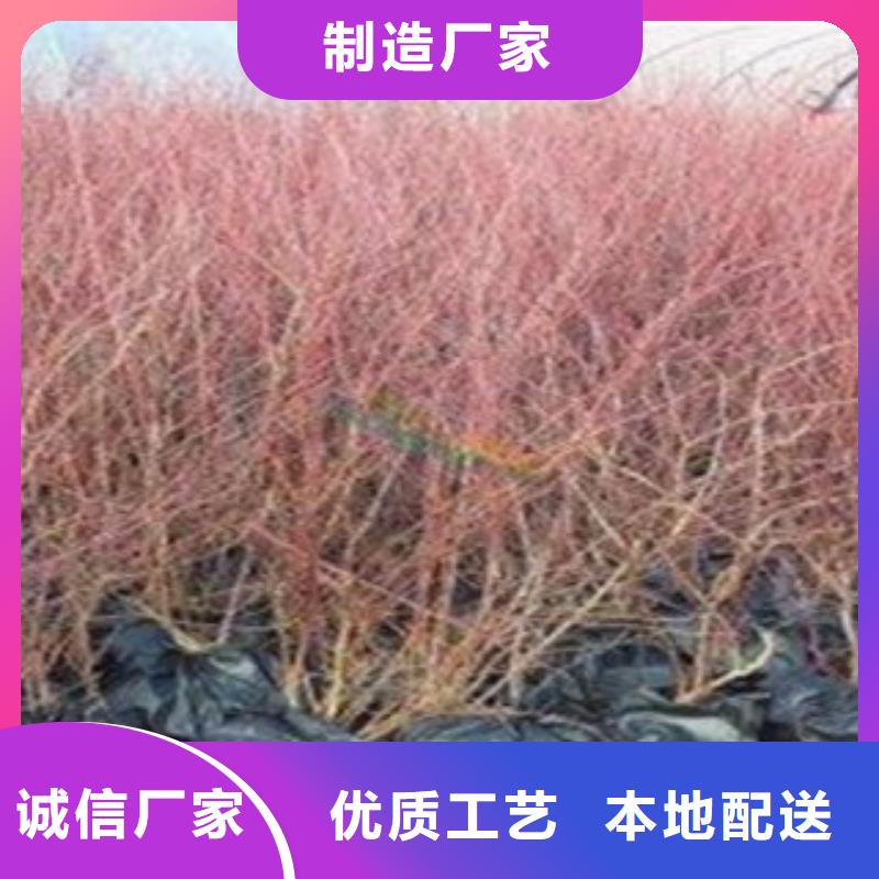 蓝莓苗-苹果苗精工细作品质优良