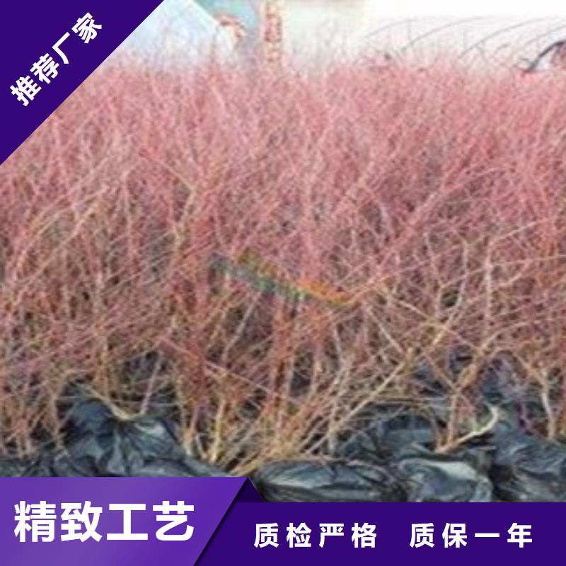 莱格西蓝莓树苗求购
