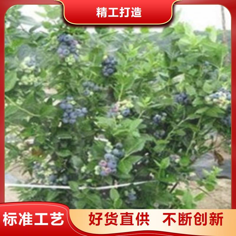达柔蓝莓树苗供应