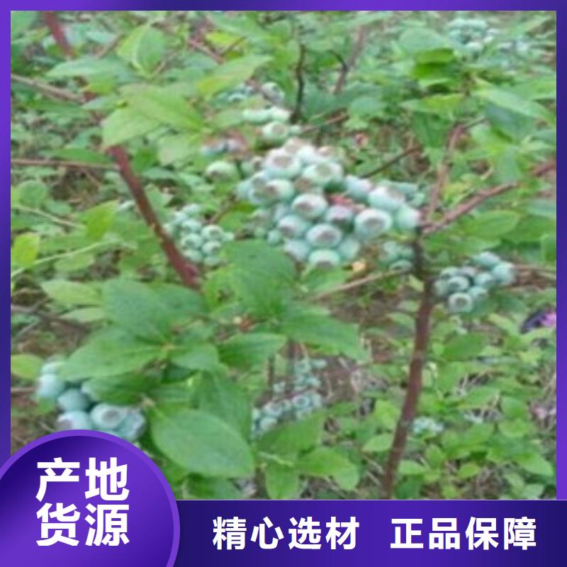 粉蓝蓝莓树苗生产基地