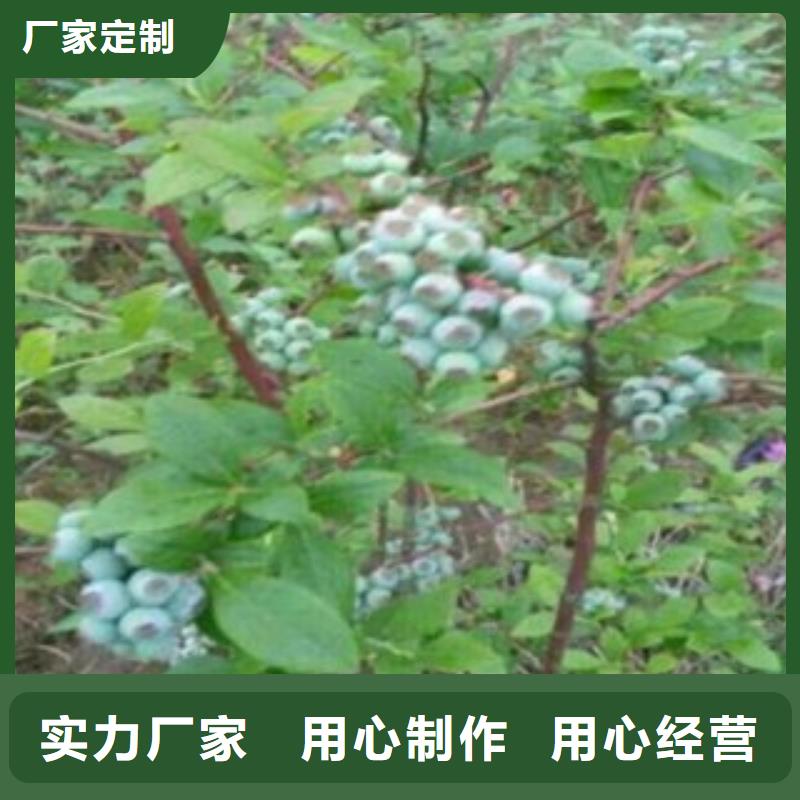 半高丛蓝莓树苗出售