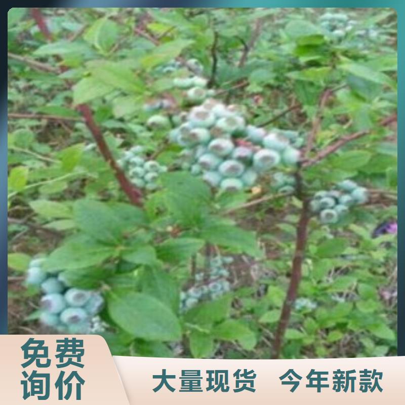 蓝莓苗花椒苗可零售可批发