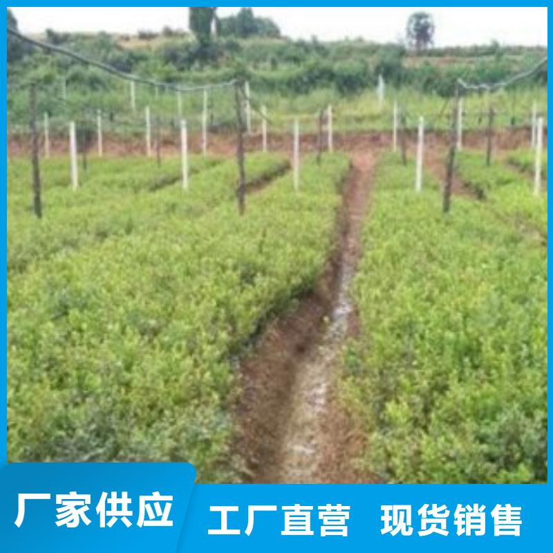 蓝莓苗桃树苗一站式供应