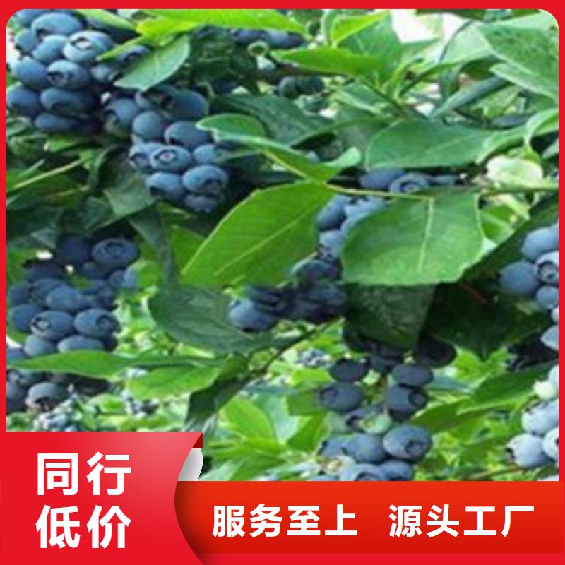 蓝莓苗-苹果苗精工细作品质优良