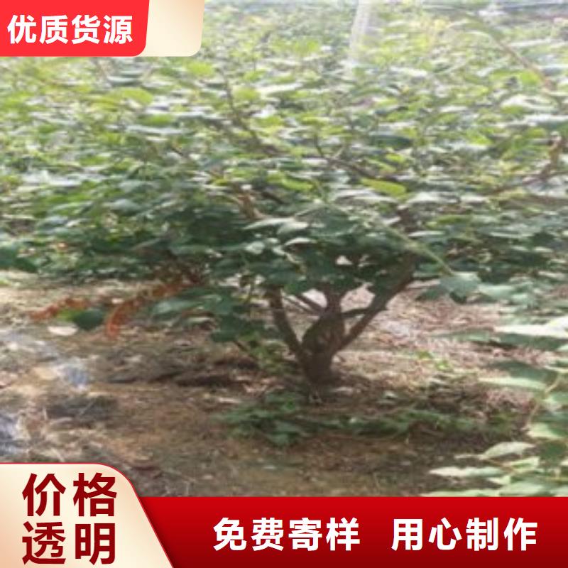 【蓝莓苗山楂苗全品类现货】