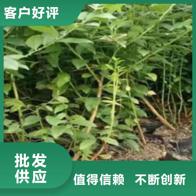 蓝莓苗梨树苗48小时发货