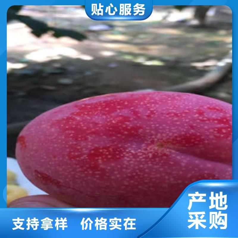 【李子苗桃树苗选择大厂家省事省心】