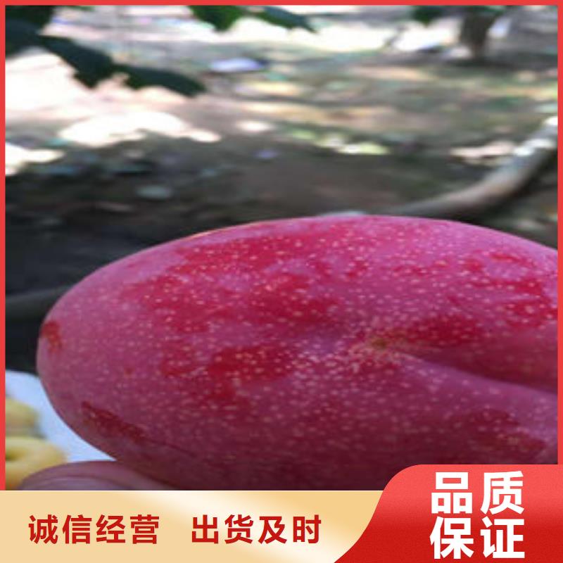 李子苗板栗苗产地直销