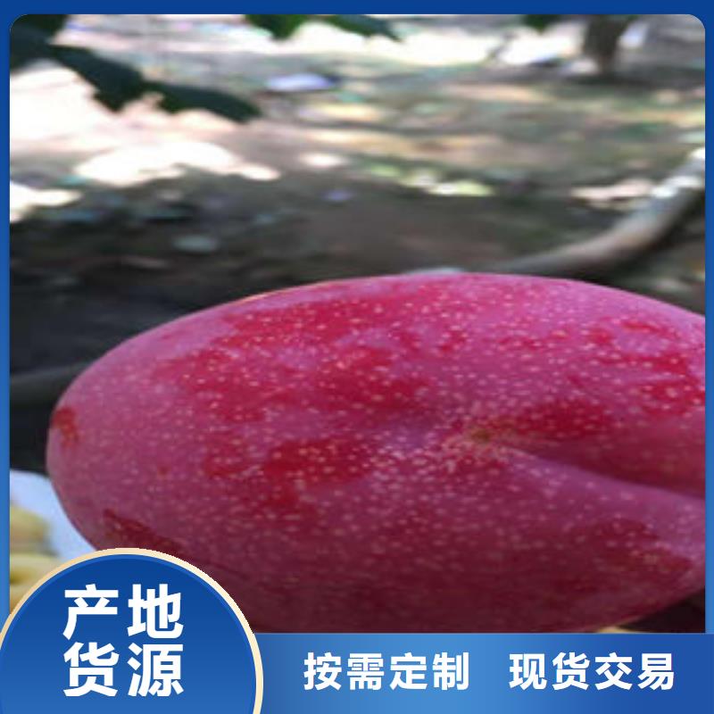 李子苗【梨树苗】实力优品