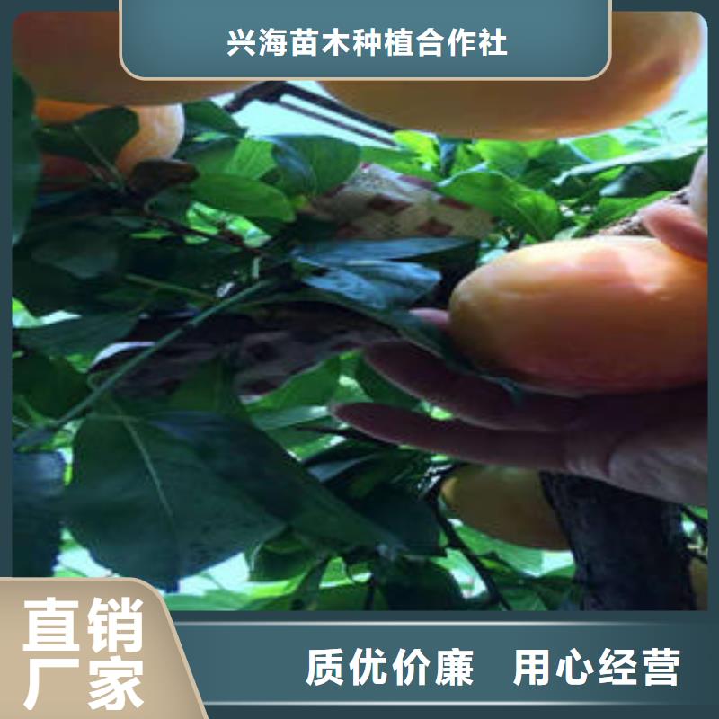 李子苗梨树苗细节决定成败