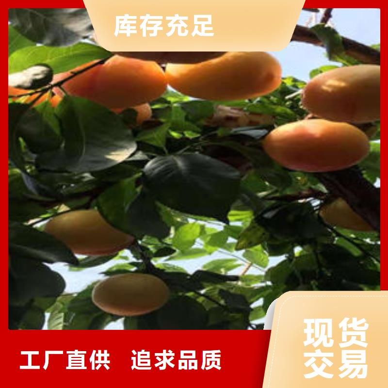 李子苗蓝莓苗敢与同行比价格