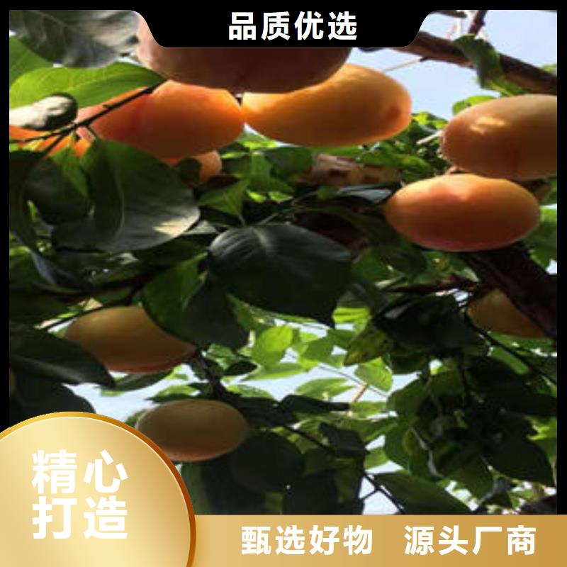 李子苗梨树苗细节决定成败