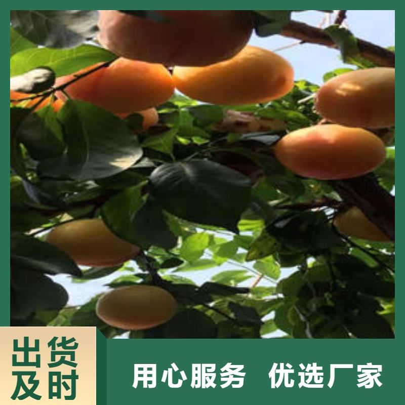 李子苗葡萄苗价格公道合理