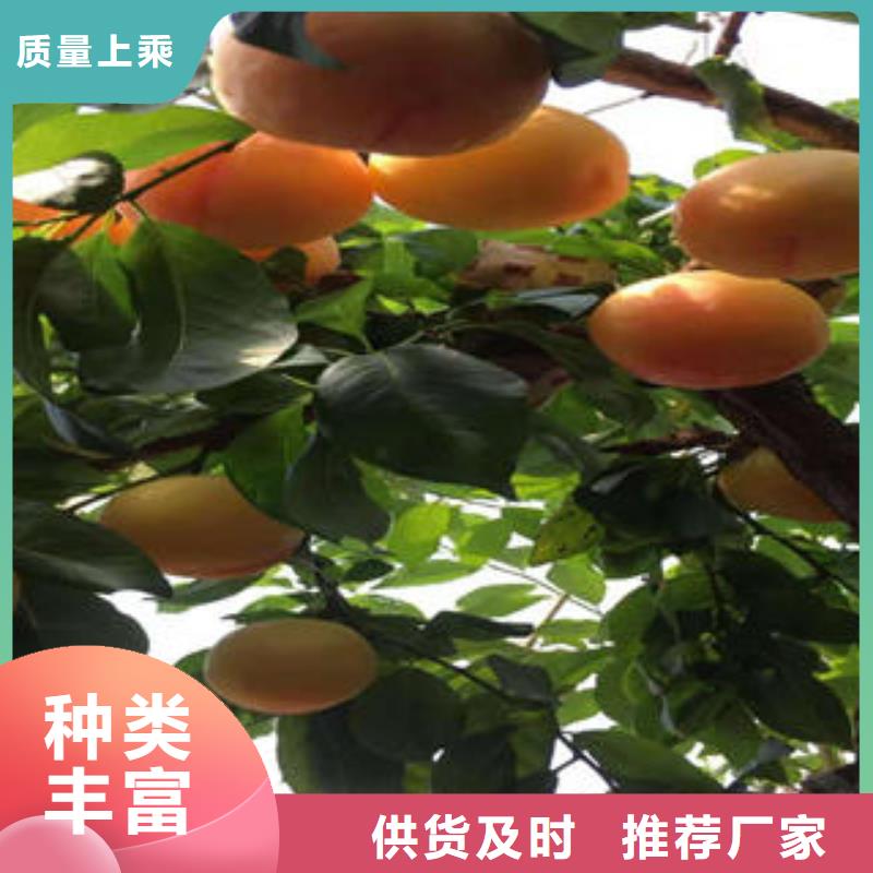 李子苗【梨树苗】实力优品