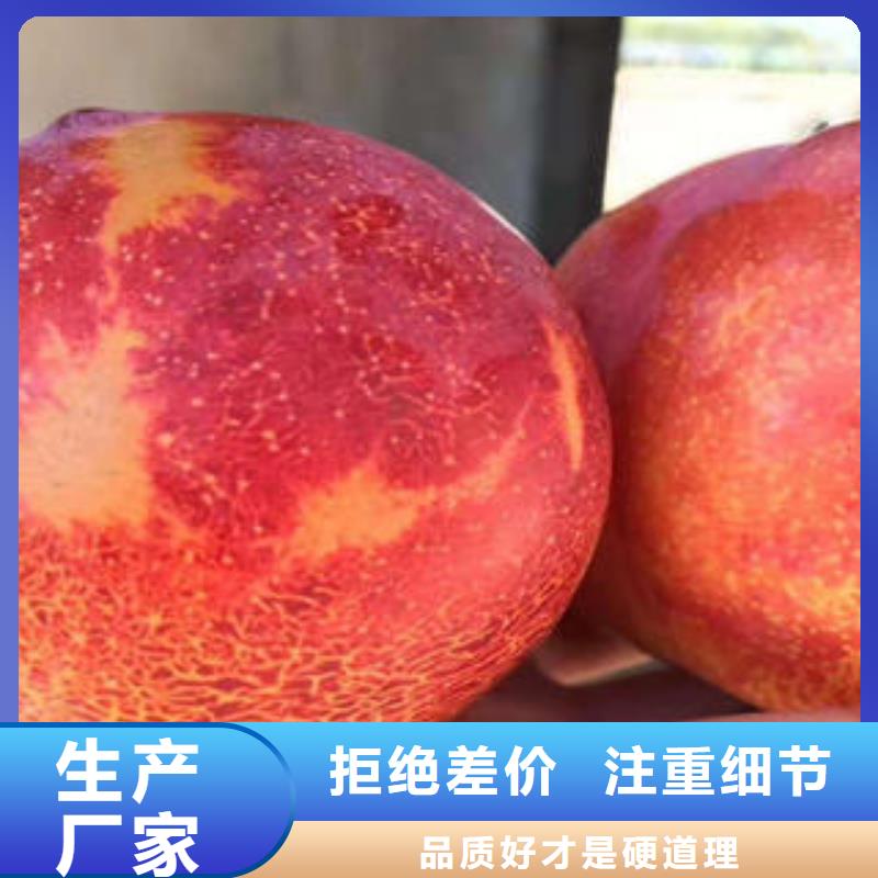 李子苗梨树苗细节决定成败