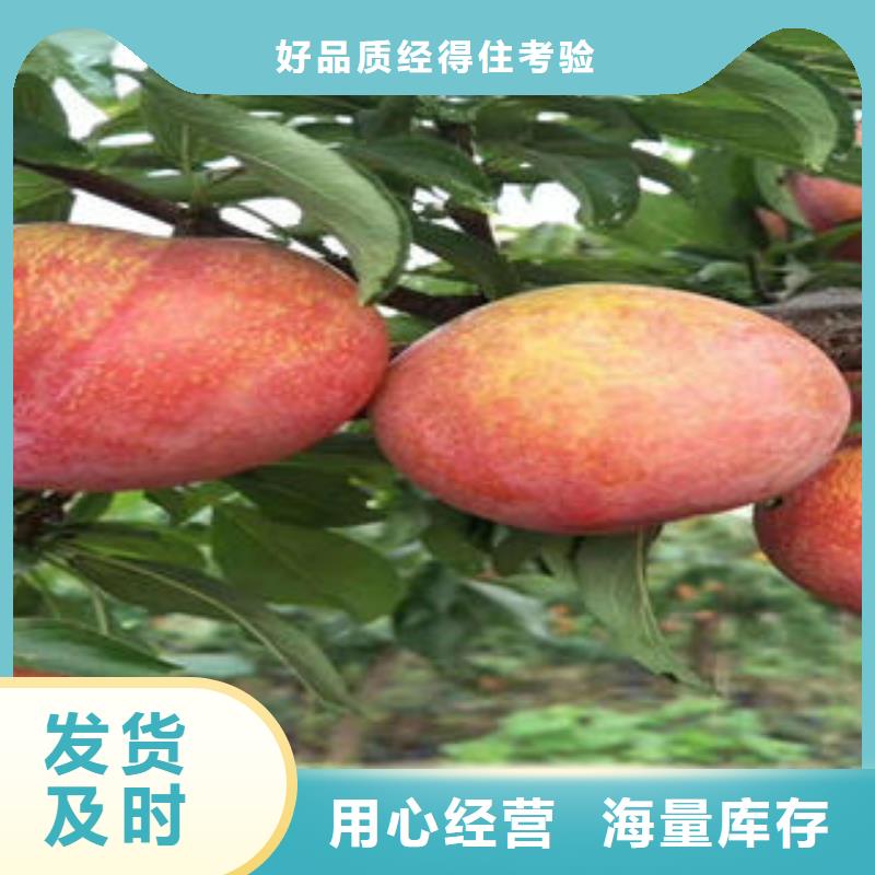 李子苗葡萄苗价格公道合理
