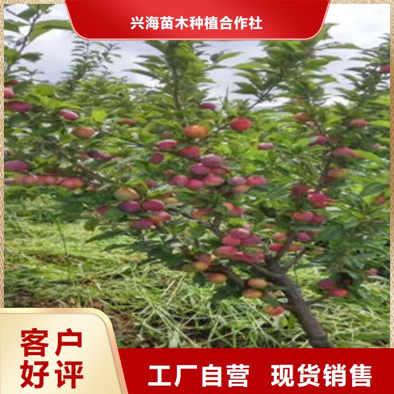 【李子苗】,梨树苗质保一年