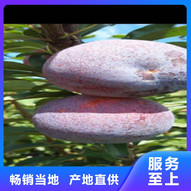 李子苗葡萄苗价格公道合理