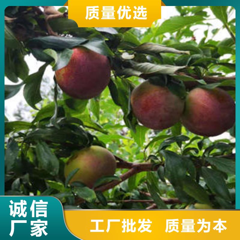 李子苗梨树苗细节决定成败