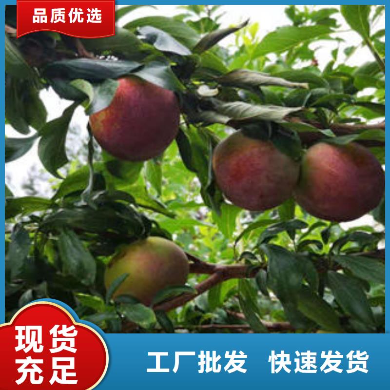 李子苗_板栗苗品质优良