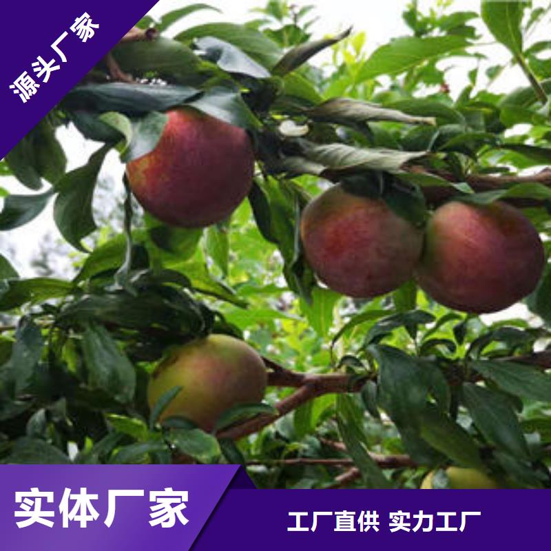 【李子苗】,梨树苗质保一年