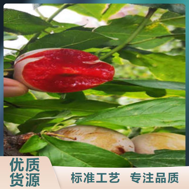 李子苗_【桃树苗】按需定制真材实料