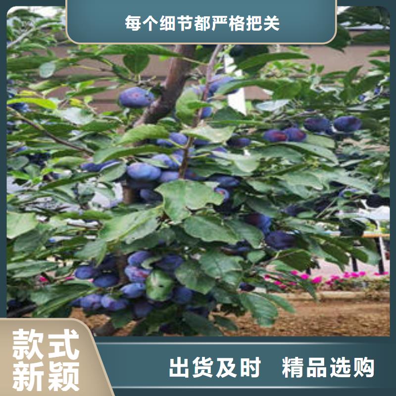 李子苗_【桃树苗】按需定制真材实料