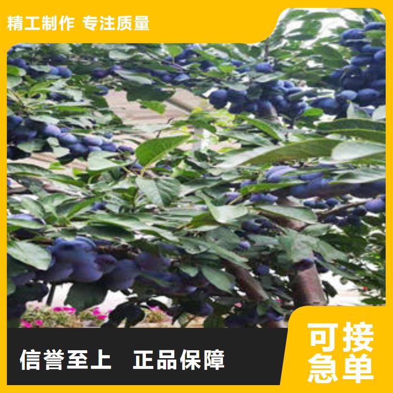 李子苗板栗苗产地直销