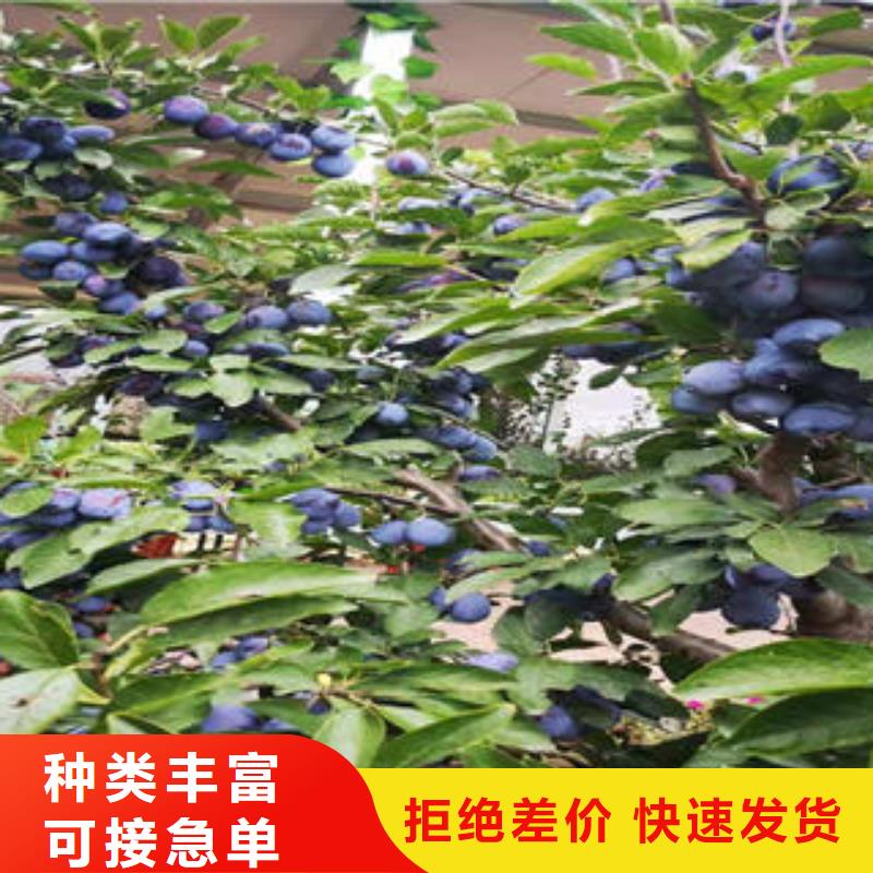 李子苗蓝莓苗敢与同行比价格