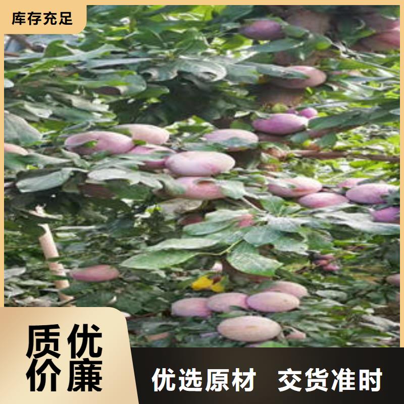 【李子苗桃树苗选择大厂家省事省心】