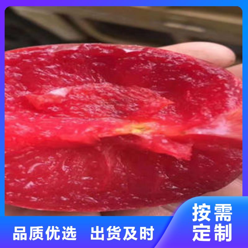 李子苗葡萄苗价格公道合理