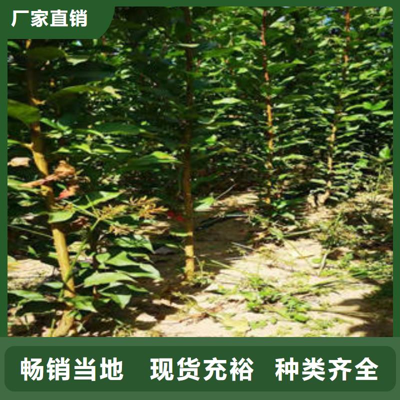 李子苗葡萄苗价格公道合理