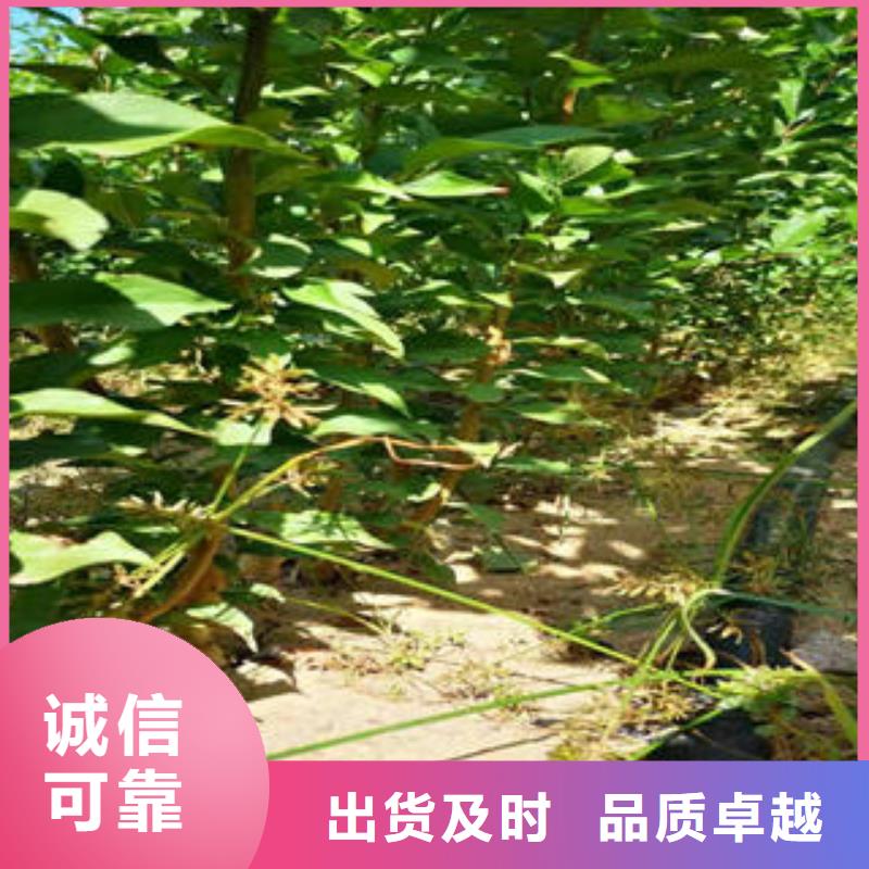 李子苗葡萄苗价格公道合理