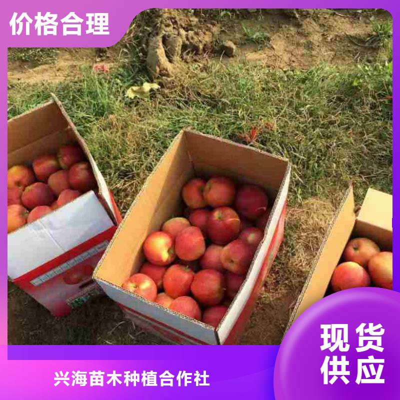 【苹果苗桃树苗厂家直销大量现货】