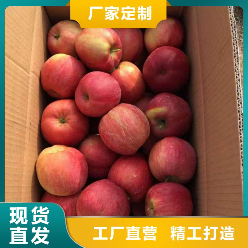 苹果苗_核桃苗产品优良