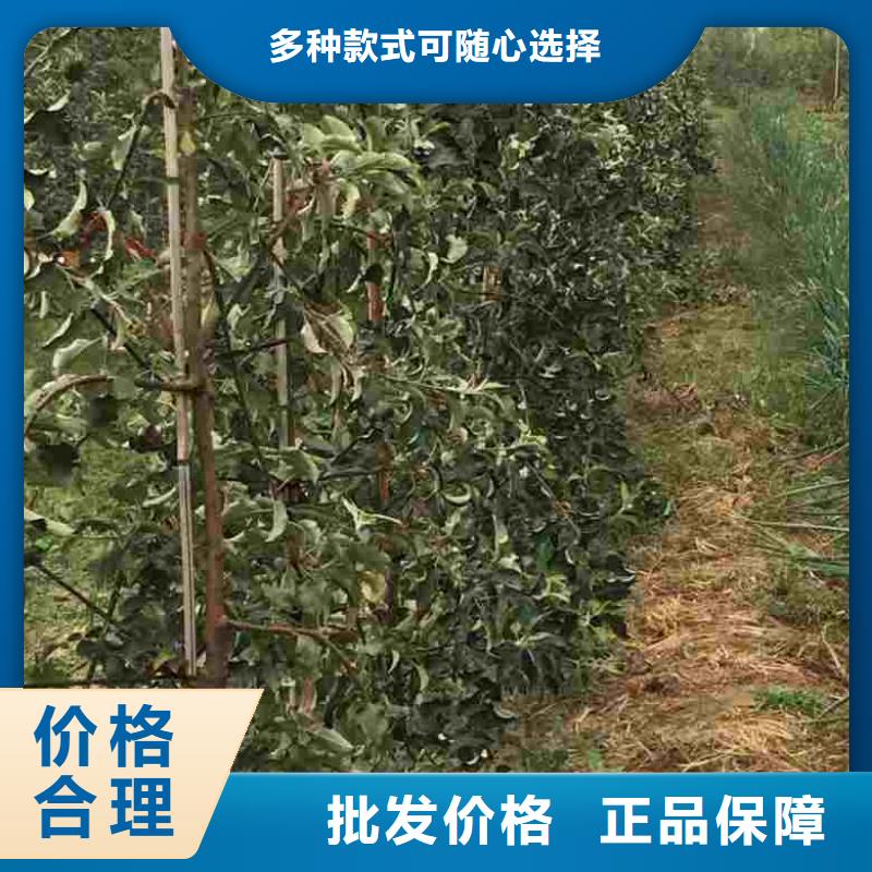 苹果苗花椒苗全新升级品质保障