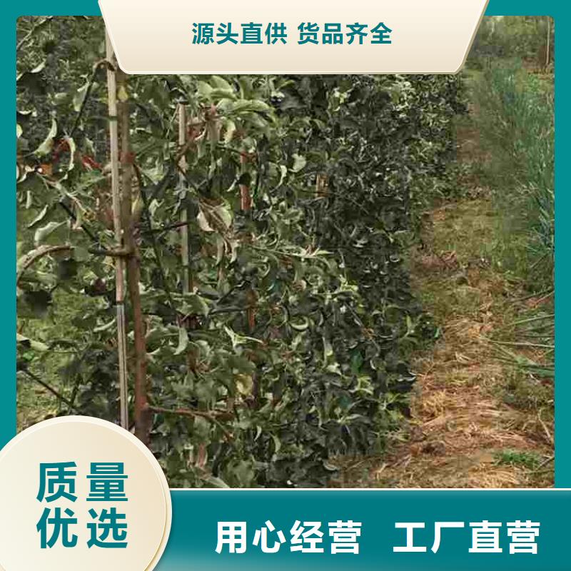 【苹果苗-桃树苗实力厂商】