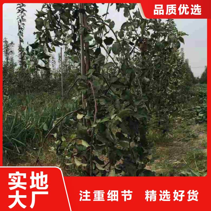 【苹果苗】核桃苗细节决定成败
