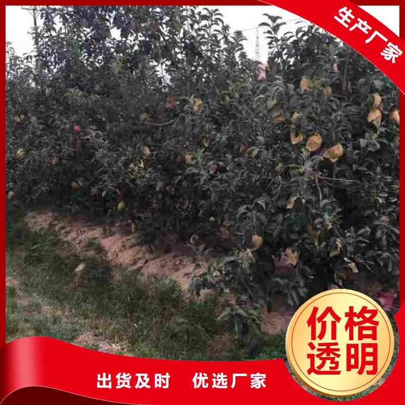 苹果苗,梨树苗符合行业标准