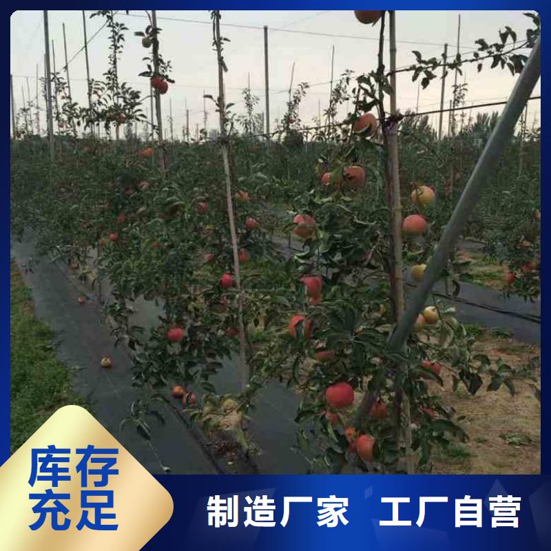 苹果苗_核桃苗产品优良