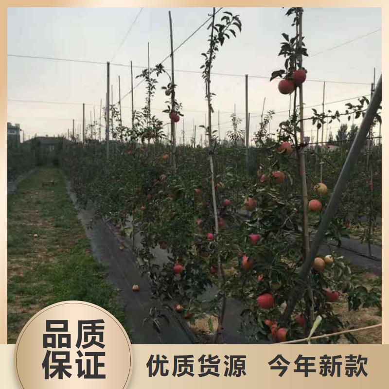 苹果苗标准工艺