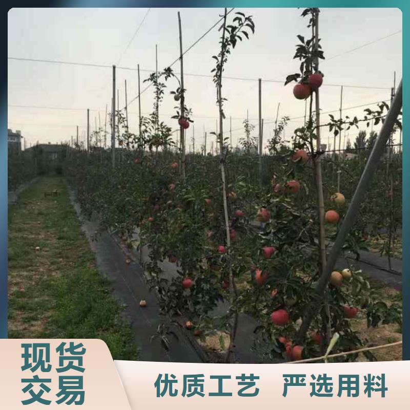苹果苗标准工艺