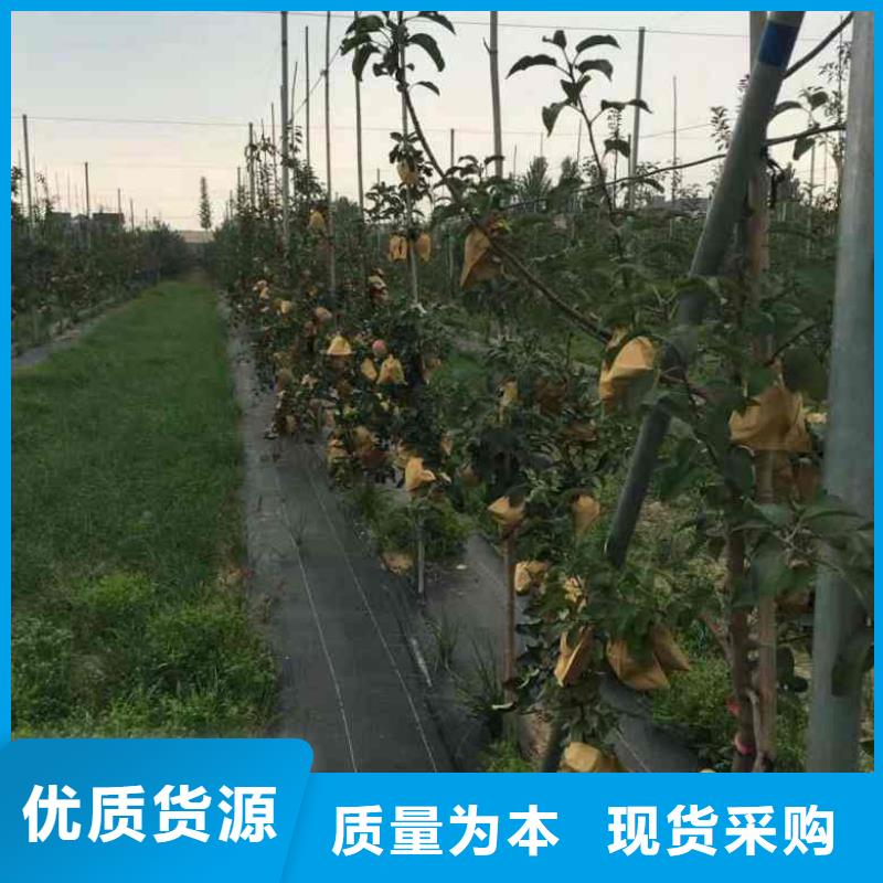 苹果苗蓝莓苗批发供应